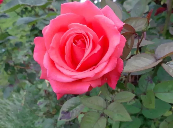 Lägenhet Remise Am Zemminsee